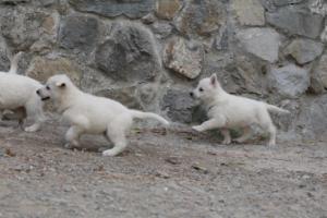 White-Shepherd-Puppies-BTWW-Sparta-348