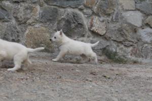 White-Shepherd-Puppies-BTWW-Sparta-350