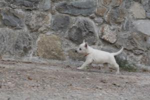 White-Shepherd-Puppies-BTWW-Sparta-353