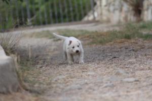 White-Shepherd-Puppies-BTWW-Sparta-354