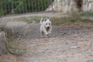 White-Shepherd-Puppies-BTWW-Sparta-355