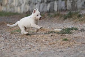 White-Shepherd-Puppies-BTWW-Sparta-357