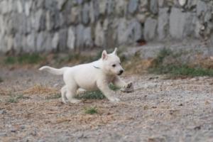 White-Shepherd-Puppies-BTWW-Sparta-358