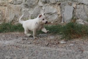 White-Shepherd-Puppies-BTWW-Sparta-359