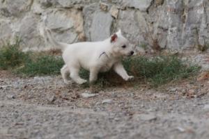 White-Shepherd-Puppies-BTWW-Sparta-361