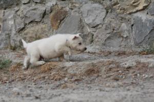 White-Shepherd-Puppies-BTWW-Sparta-363