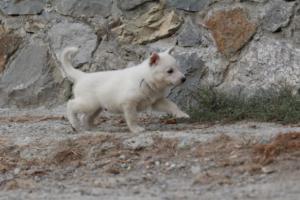 White-Shepherd-Puppies-BTWW-Sparta-365