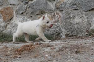White-Shepherd-Puppies-BTWW-Sparta-366