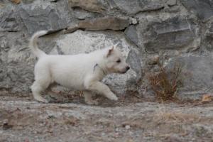 White-Shepherd-Puppies-BTWW-Sparta-367