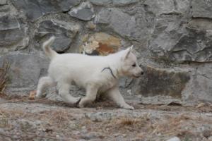 White-Shepherd-Puppies-BTWW-Sparta-368