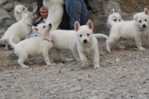 White-Shepherd-Puppies-BTWW-Sparta-369