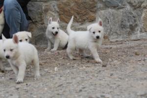 White-Shepherd-Puppies-BTWW-Sparta-370
