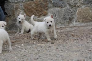 White-Shepherd-Puppies-BTWW-Sparta-371