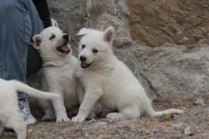 White-Shepherd-Puppies-BTWW-Sparta-372