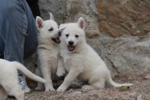 White-Shepherd-Puppies-BTWW-Sparta-373