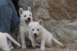 White-Shepherd-Puppies-BTWW-Sparta-374