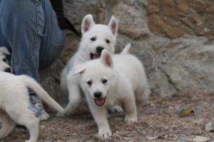 White-Shepherd-Puppies-BTWW-Sparta-375