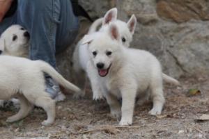 White-Shepherd-Puppies-BTWW-Sparta-376