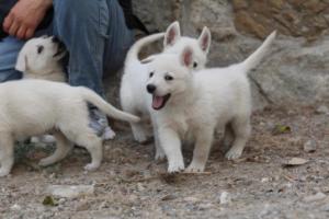 White-Shepherd-Puppies-BTWW-Sparta-377