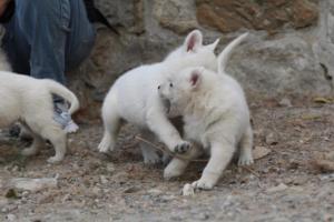 White-Shepherd-Puppies-BTWW-Sparta-378