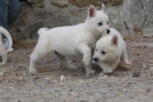 White-Shepherd-Puppies-BTWW-Sparta-379