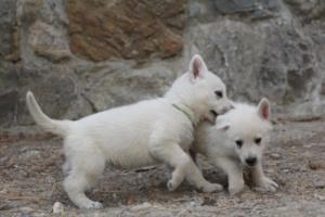 White-Shepherd-Puppies-BTWW-Sparta-380