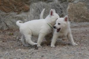 White-Shepherd-Puppies-BTWW-Sparta-381