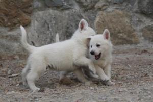 White-Shepherd-Puppies-BTWW-Sparta-382