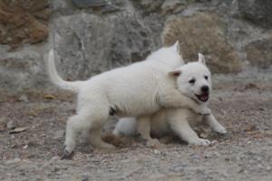 White-Shepherd-Puppies-BTWW-Sparta-383