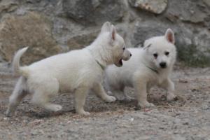 White-Shepherd-Puppies-BTWW-Sparta-384