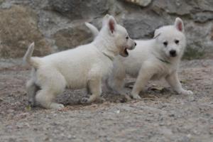 White-Shepherd-Puppies-BTWW-Sparta-385