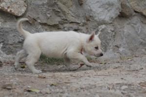 White-Shepherd-Puppies-BTWW-Sparta-387