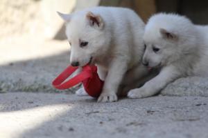 White-Shepherd-Puppies-BTWW-Spartans-011