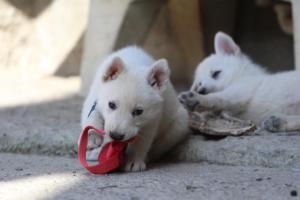 White-Shepherd-Puppies-BTWW-Spartans-013