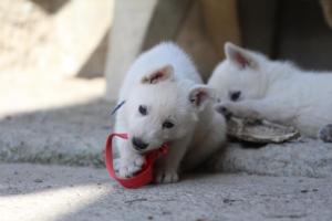 White-Shepherd-Puppies-BTWW-Spartans-014