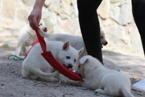 White-Shepherd-Puppies-BTWW-Spartans-018