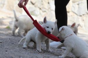 White-Shepherd-Puppies-BTWW-Spartans-019
