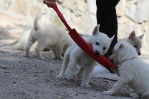 White-Shepherd-Puppies-BTWW-Spartans-020