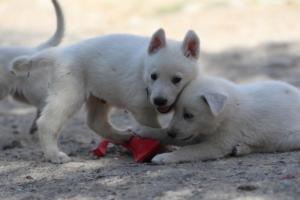 White-Shepherd-Puppies-BTWW-Spartans-027