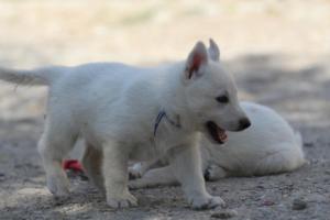 White-Shepherd-Puppies-BTWW-Spartans-028