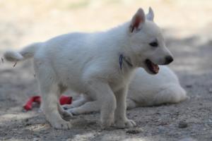 White-Shepherd-Puppies-BTWW-Spartans-029