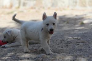 White-Shepherd-Puppies-BTWW-Spartans-031