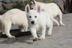 White-Shepherd-Puppies-BTWW-Spartans-051