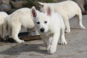 White-Shepherd-Puppies-BTWW-Spartans-052