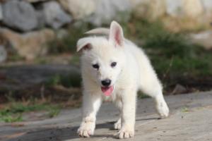 White-Shepherd-Puppies-BTWW-Spartans-056