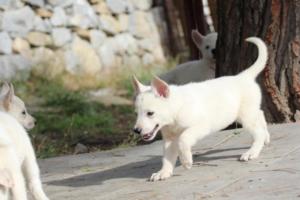 White-Shepherd-Puppies-BTWW-Spartans-063