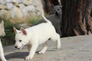White-Shepherd-Puppies-BTWW-Spartans-064