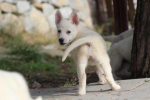 White-Shepherd-Puppies-BTWW-Spartans-065
