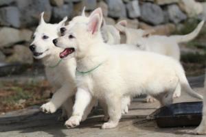 White-Shepherd-Puppies-BTWW-Spartans-066