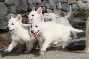 White-Shepherd-Puppies-BTWW-Spartans-067